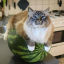 melon cat