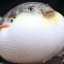 B I G puffer
