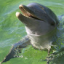 dolphin