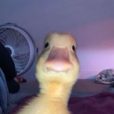 fvrdrmr