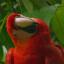 Parrot