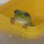 Froggie_