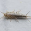 silverfish