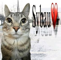 sybau Emoji