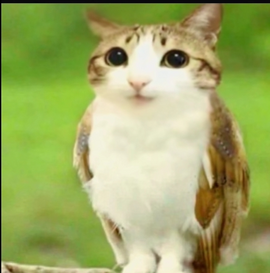 Meowl Emoji
