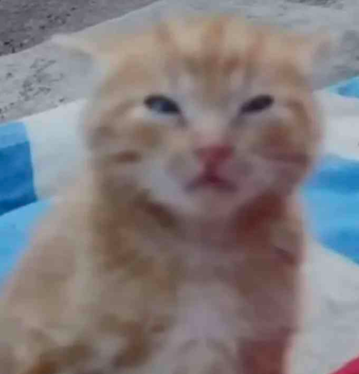 kitty_confused Emoji