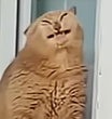 BieautyfullCat Emoji