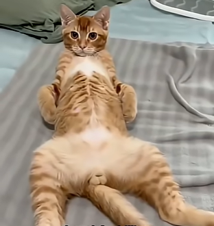 cat Emoji
