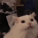 meooww Emoji