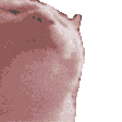 VibingKitty Emoji
