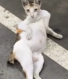 cat Emoji