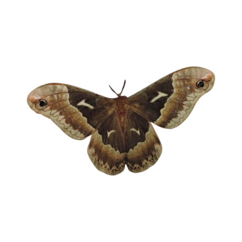vintagebrownmoth Emoji