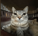 catstare2 Emoji