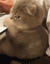 angrycat Emoji