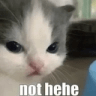 nothehecatto Emoji
