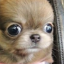 StareDog Emoji