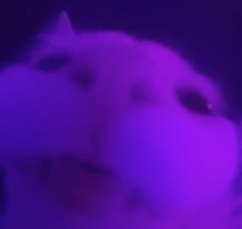 Stare Emoji
