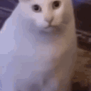 huhcat Emoji