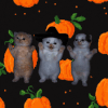 CatDance1 Emoji