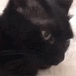 KittyBlep Emoji