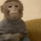 waiting_monkey Emoji