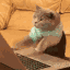codercat Emoji