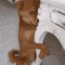 clingy_dog Discord Emoji