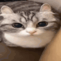 cat_boom Emoji