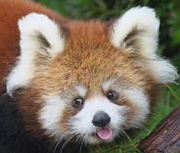redpandablep Emoji