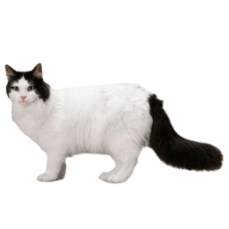 Blackwhitecat Emoji