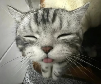 catbleh Emoji