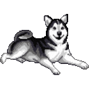 huskytailwag Emoji
