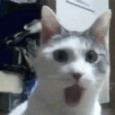 Shocked_Cat Emoji
