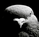 BirdStaring Emoji