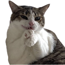 catgangnamstyle Emoji