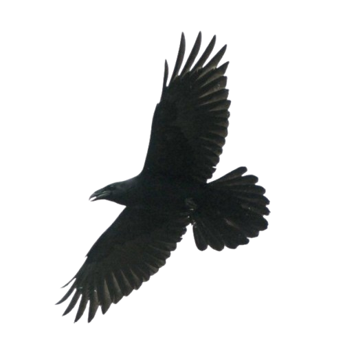 Crow Emoji