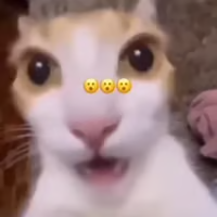 shocked_cat Emoji