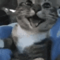 Happy_cat Emoji