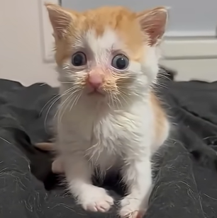 cat Emoji