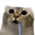 DrollingCat Emoji