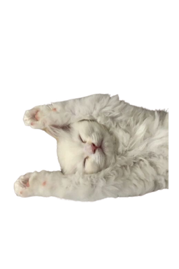 Meow Emoji