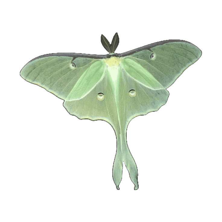 lunamoth Emoji