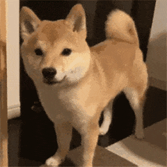 ShibaQuestion Emoji