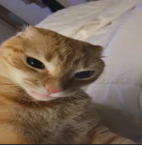 angrycat Discord Emoji