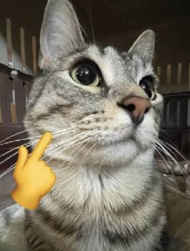 catmew Emoji