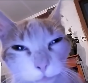 cat Emoji