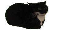 spinningcat Emoji