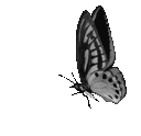 griffonbutterfly Emoji