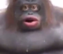 Weird_Gorilla Emoji