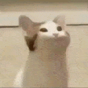 catpop Emoji